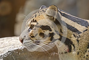 Close up view of a Clouded Leopard