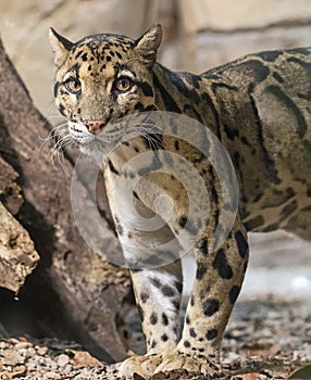 Close up view of a Clouded Leopard