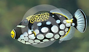 Close-up view of a Clown triggerfish