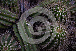 Close up view of clumping groups of tichocereus huascha cactus, also called echinopsis, in the family cactaceae photo