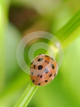 close-up view of Coccinellidae