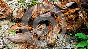 The close up view of the coir or coconut fiber that has been peeled on the ground