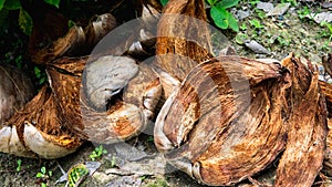 The close up view of the coir or coconut fiber that has been peeled on the ground