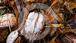 The close up view of the coir or coconut fiber that has been peeled on the ground