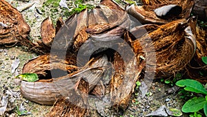 The close up view of the coir or coconut fiber that has been peeled on the ground photo