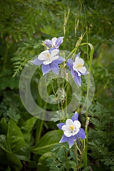 Close up view of Colorado\'s state flower Blue Columbine in the meadow