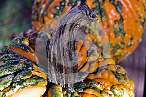 Close up view of colorful autumn season warty pumpkins