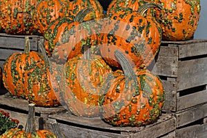 Close up view of colorful autumn season warty pumpkins