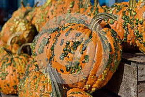 Close up view of colorful autumn season warty pumpkins