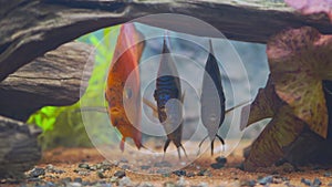 Close up view of colorful discus fish swimming in planted aquarium. Tropical fishes.