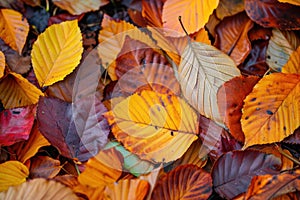 Close-up view of colorful fallen leaves creating a natural autumnal texture