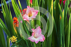 Close-up view of colorful gladiolus flowers on a summer day in the garden