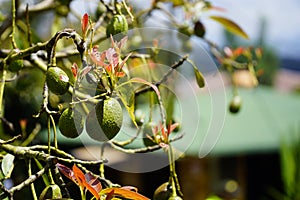 Close up view of colorful hass avocados hanging on a tree planting isolated with a blurry background