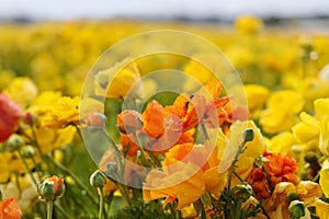 Close up view of Colorful Poppy flowers at Carlsbad flower field in California
