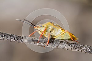 Stink Bug (Carpocoris fuscispinus)