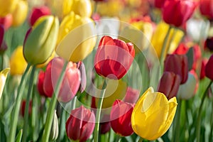 Close-up view of colorful tulips at a tulip farm