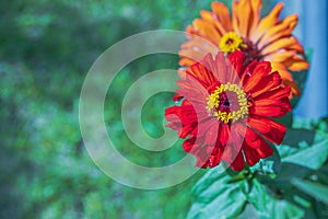 Close up view of colorful Zinnia elegans flowers against a blurred green background