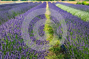 Close up view of colourful purple lavender flowers photo