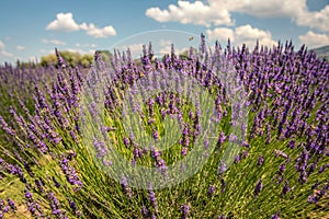 View of lavender`s fields in blossom photo