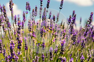 Close up view of colourful purple lavender flowers photo