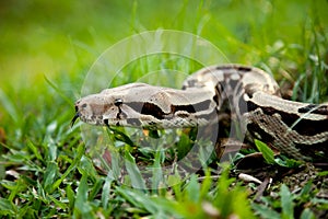 Columbia boa constrictor.