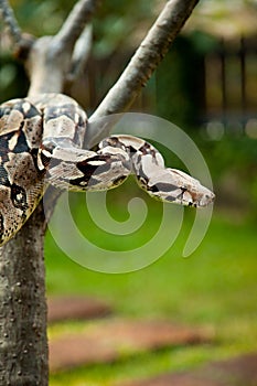 Columbia boa constrictor.