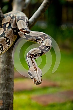 Columbia boa constrictor.