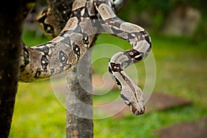 Columbia boa constrictor.