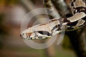 Columbia boa constrictor.