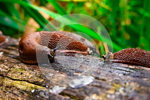 Close up view of common brown Spanish slug on wooden log outside. Big slimy brown snail slugs crawling in the garden