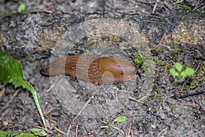 Spanish slugs invasion in garden