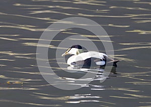 Close up view of common eider bird in the lake in Iceland
