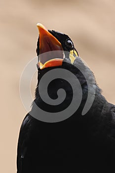 Close up view of a common hill myna