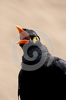 Close up view of a common hill myna