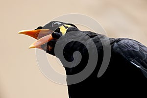 Close up view of a common hill myna