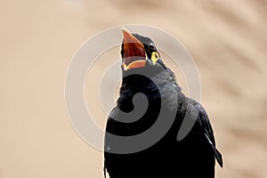 Close up view of a common hill myna