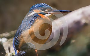 Close-up view of an Common kingfisher
