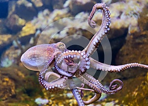 Close-up view of a Common Octopus