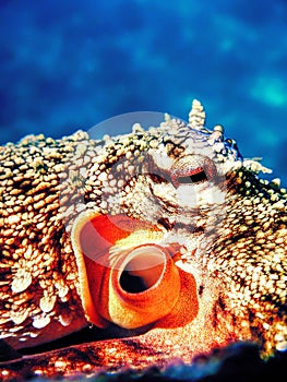 Close-up View of a Common Octopus (Octopus vulgaris