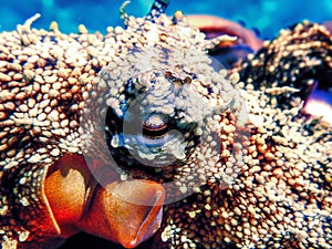 Close-up View of a Common Octopus (Octopus vulgaris