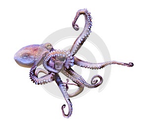 Close-up view of a Common Octopus Octopus vulgaris, isolated