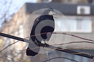 Close up view of a common raven Corvus corax