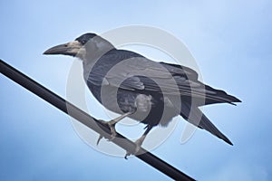 Close up view of a common raven Corvus corax