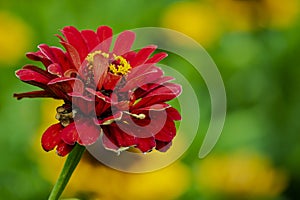 Close up view of common zinnia flower