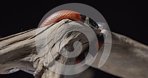 Close up view of a coral snake wrapping around the tree branch, danger, 4k