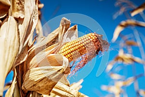 Golden corn field