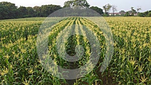 Close up view of corn field, pan drone shot.