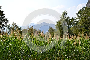 Close-up view of corn fields of crops growing in the mountain valley on a sunny summer day.