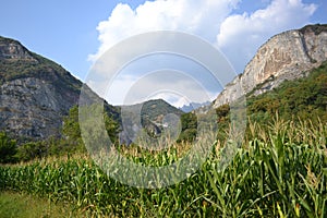 Close-up view of corn fields of crops growing in the mountain valley on a sunny summer day.