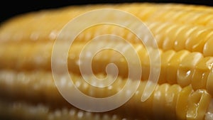 Close-up view of corn reveals a yellow kernel with black background. Comestible.